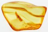 Detailed Hairy Fungus Beetle (Mycetophagidae) in Baltic Amber #381272-1